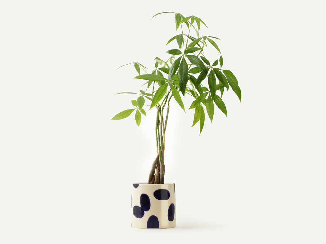 Dark Blue Ceramic Polka Dot Planter